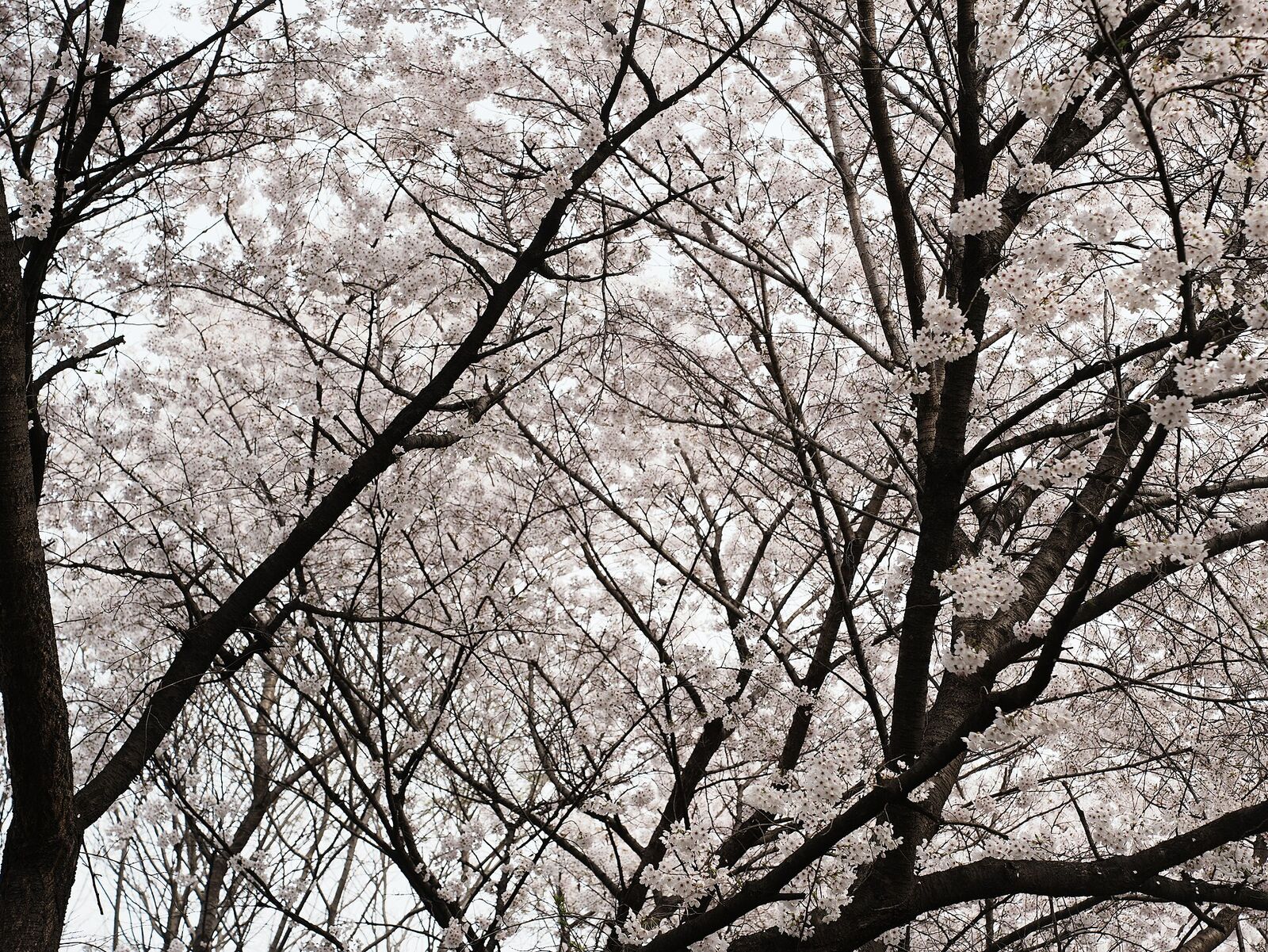 Cerisiers en fleurs dans la forêt de Séoul