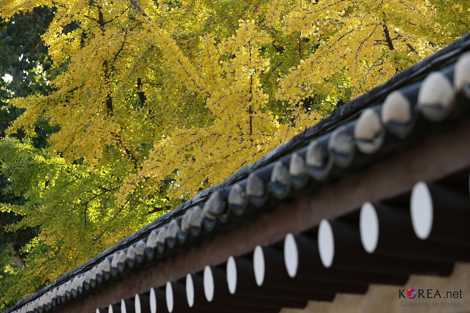 Feuillage doré de ginkgo au-dessus d'un mur à tuiles coréen