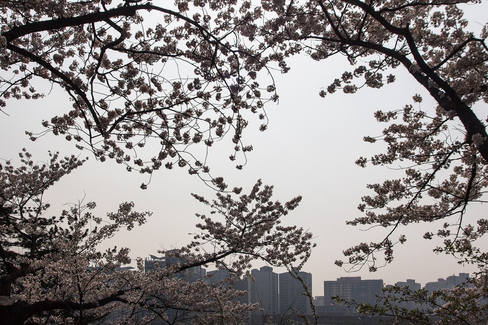 Cerisiers en fleurs à Yeouido